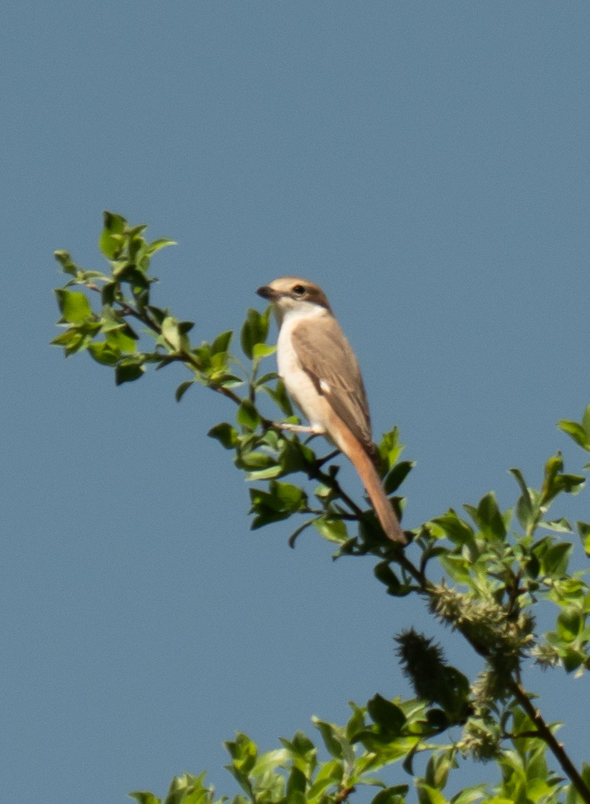 Red-tailed Shrike - ML619121425