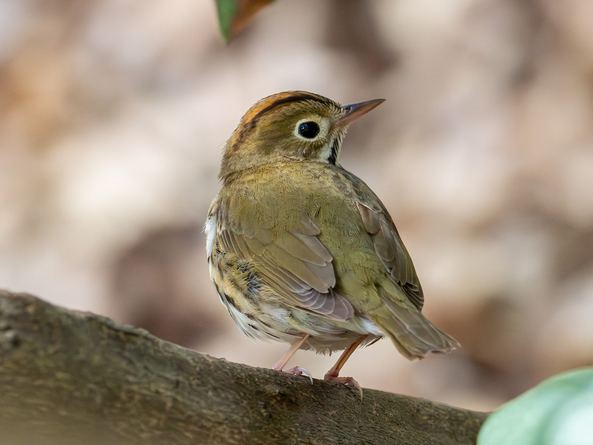 Ovenbird - ML619121437