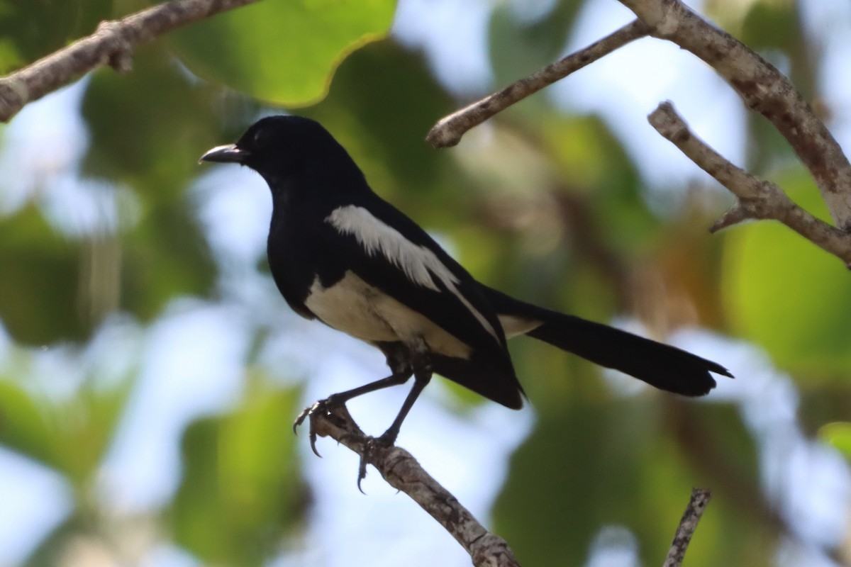 Philippine Magpie-Robin - ML619121440