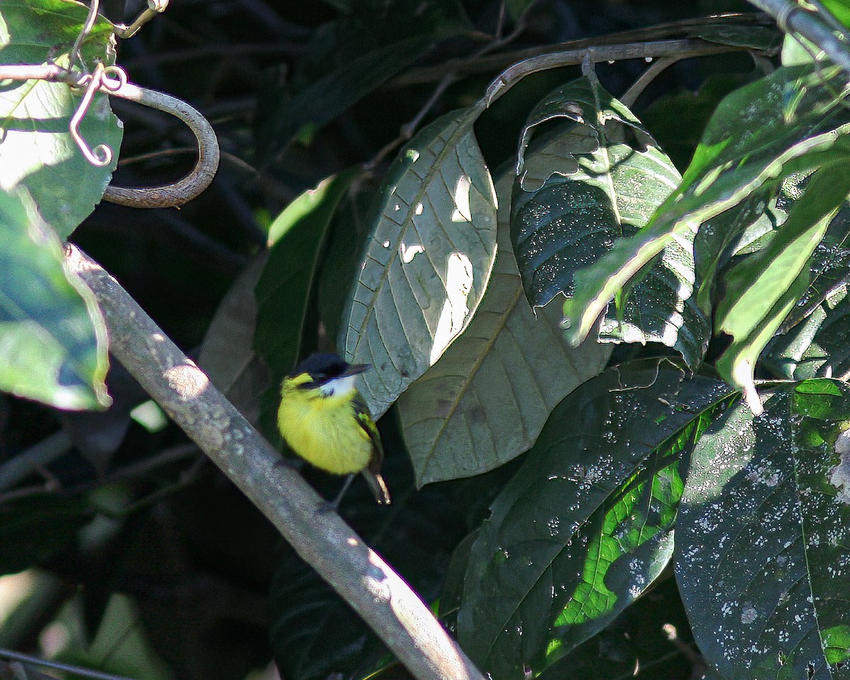 Yellow-browed Tody-Flycatcher - Per Smith