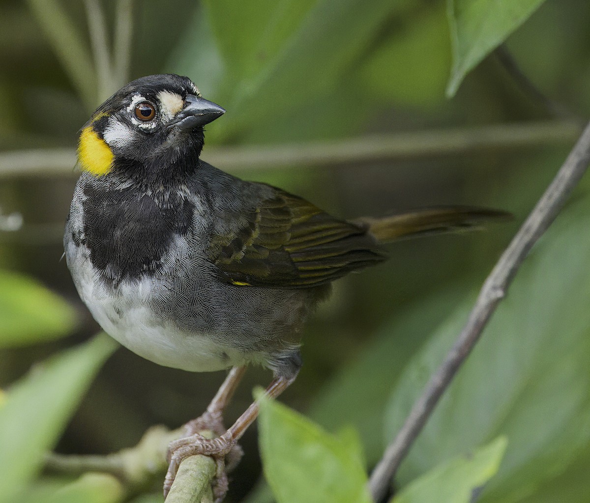 White-eared Ground-Sparrow - Carol Hippenmeyer