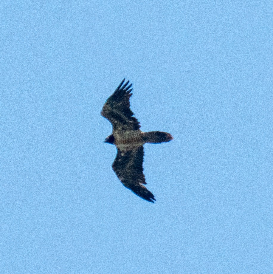 Bearded Vulture - Frank Severson