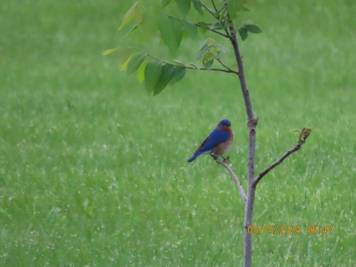 Eastern Bluebird - Leon Book