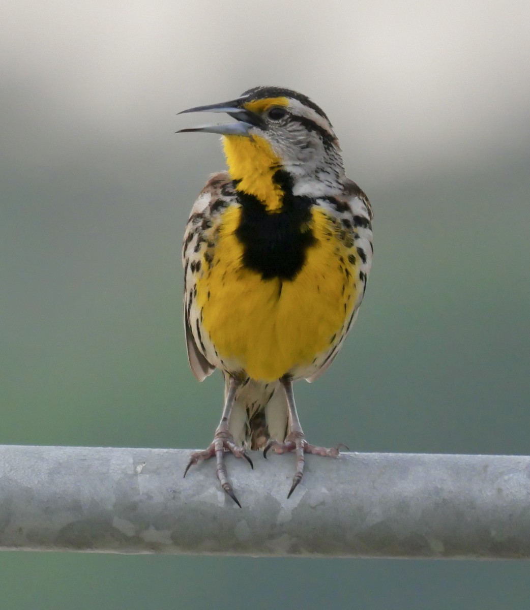 Eastern Meadowlark - Rebecca Smith