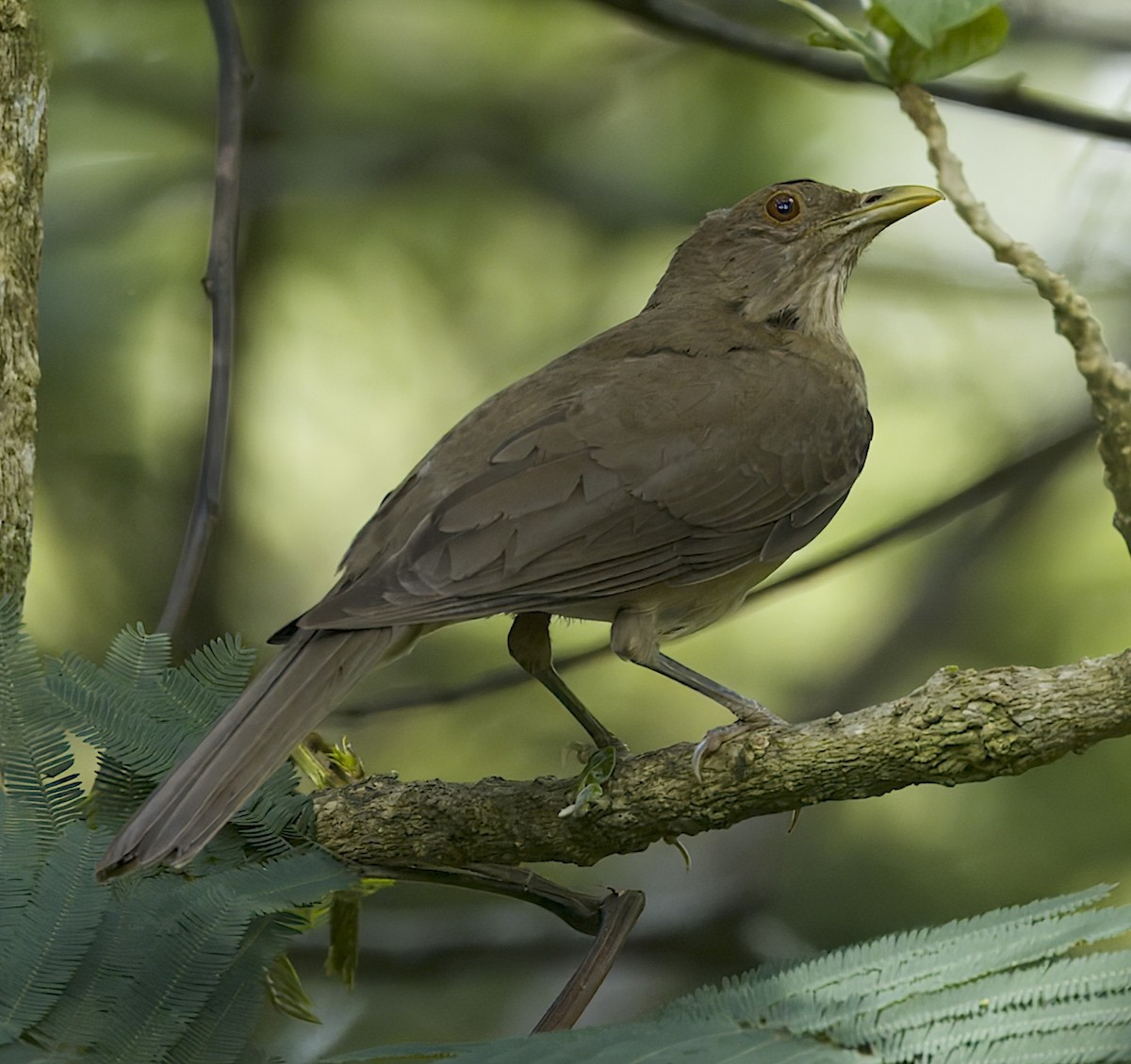 Clay-colored Thrush - Carol Hippenmeyer