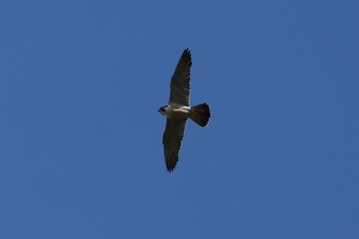 Peregrine Falcon - Brad Carlson