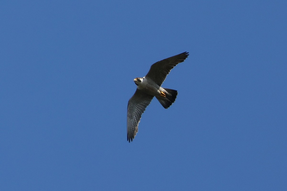 Peregrine Falcon - Brad Carlson