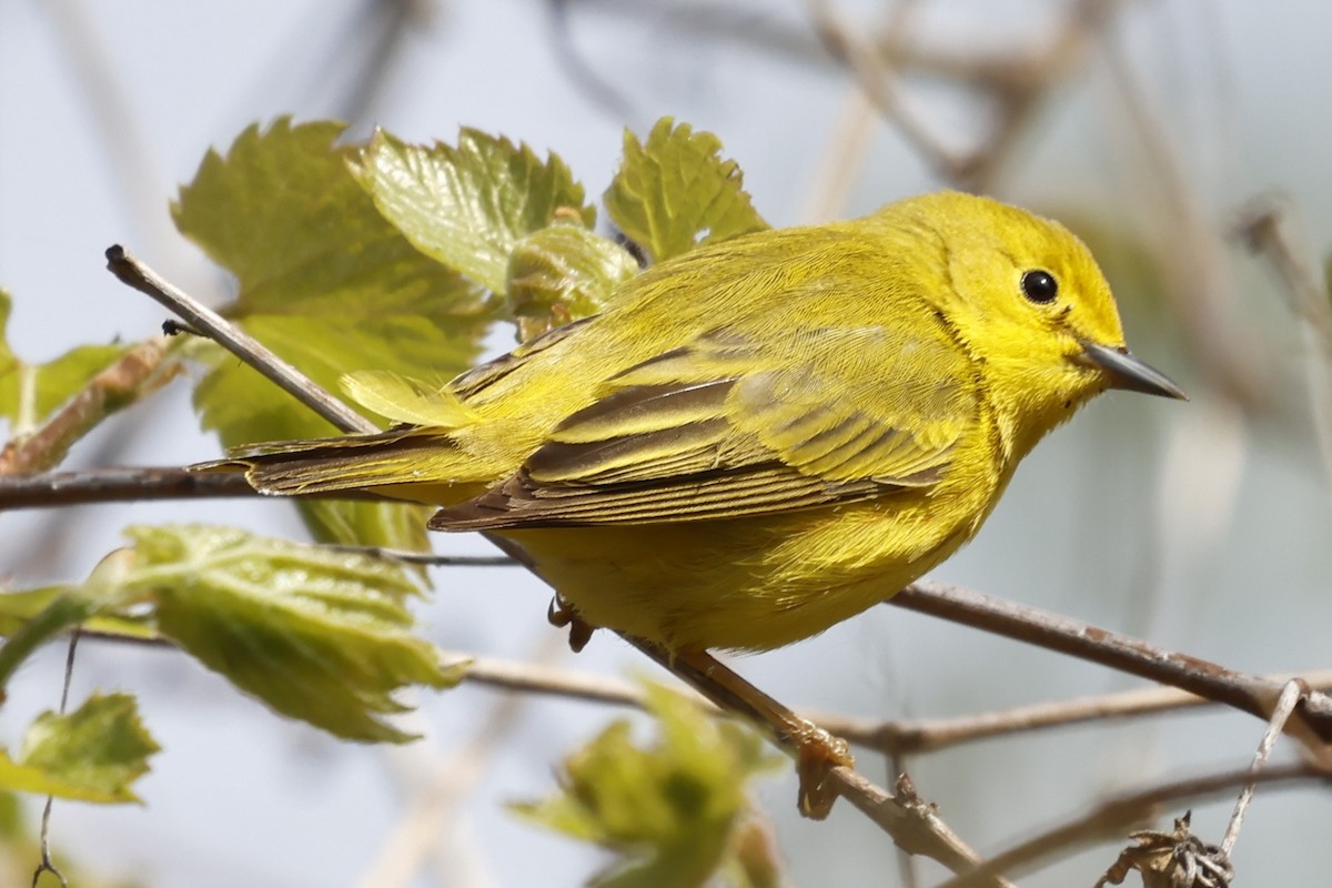 Yellow Warbler - Manon leduc