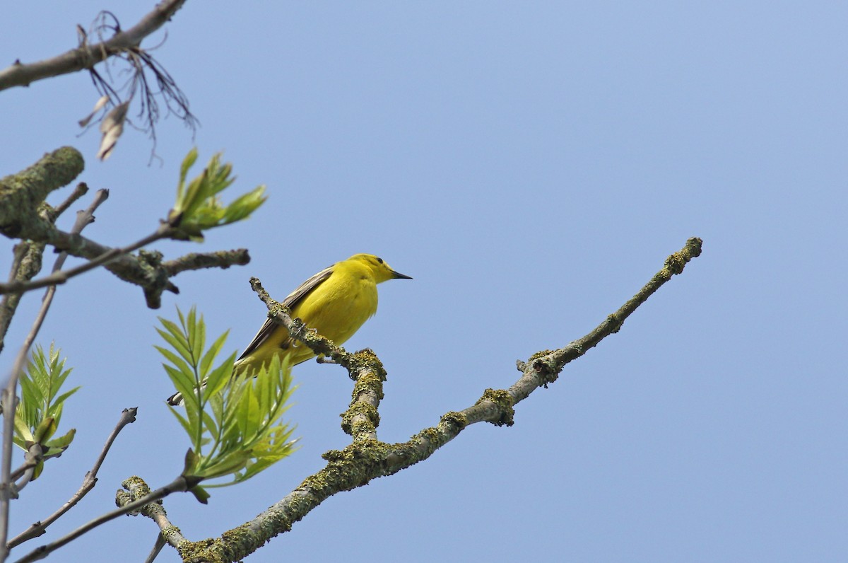 Western Yellow Wagtail - Andrew Steele