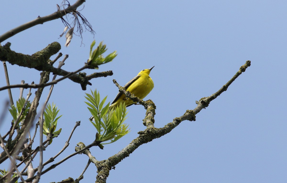 Western Yellow Wagtail - Andrew Steele