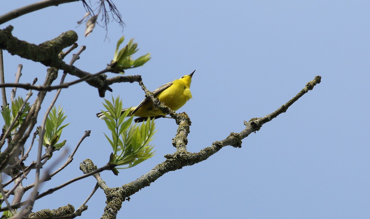 Western Yellow Wagtail - Andrew Steele