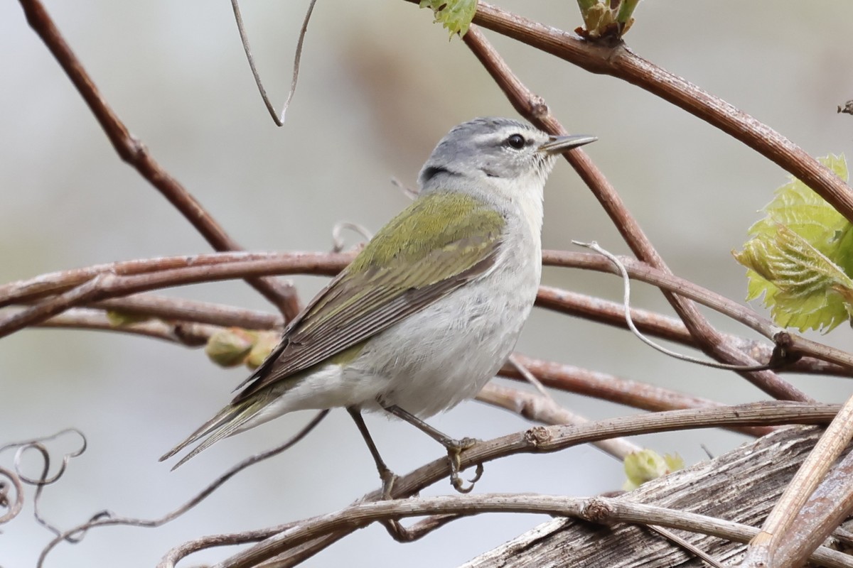 Tennessee Warbler - Manon leduc