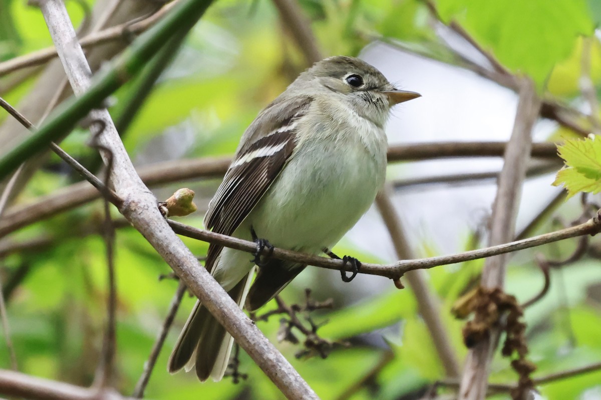 Least Flycatcher - Manon leduc