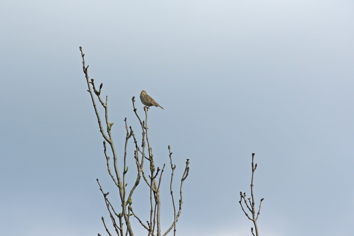 Corn Bunting - Andrew Steele