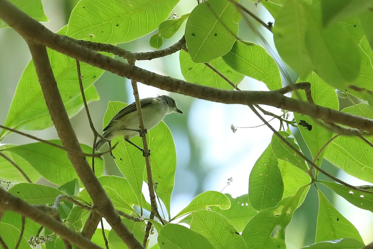 Green-backed Gerygone - Todd Burrows