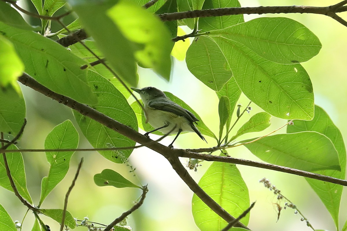 Green-backed Gerygone - Todd Burrows