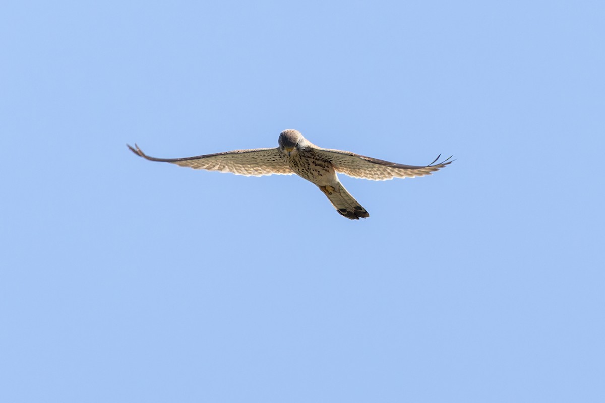 Eurasian Kestrel - Bilgehan Ergan