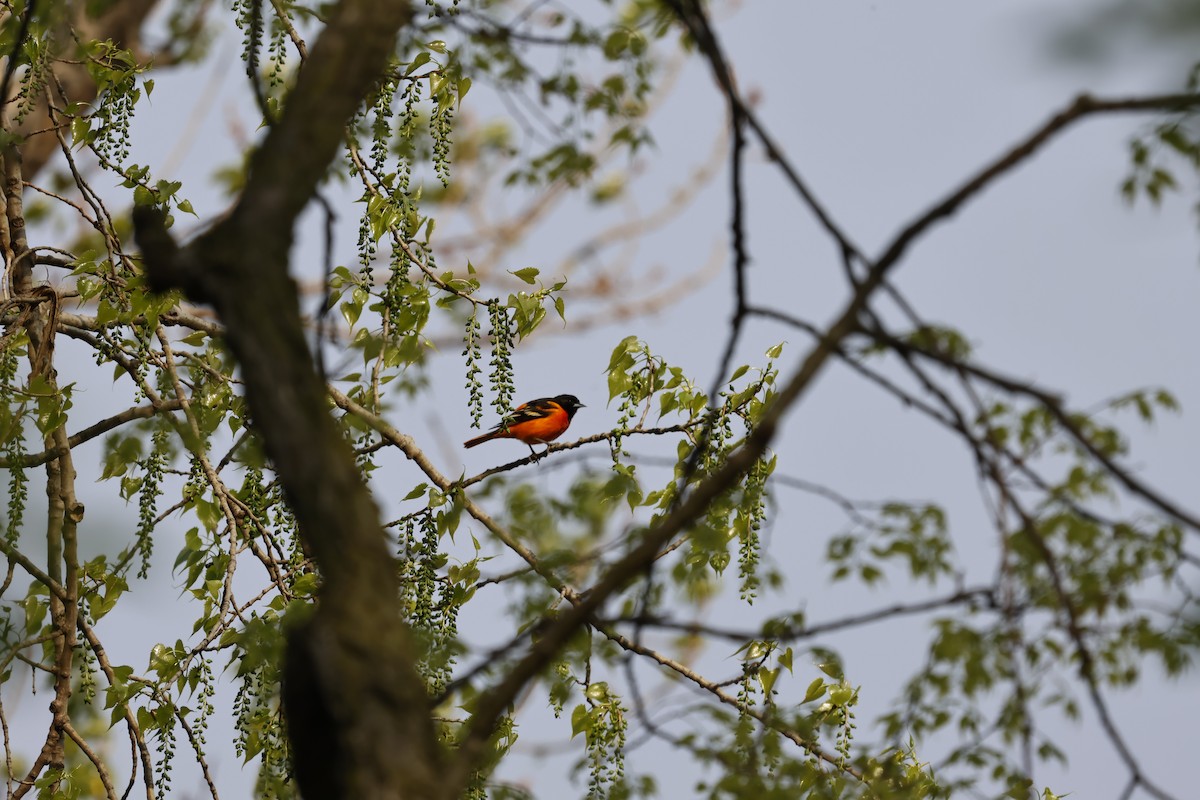 Baltimore Oriole - Manon leduc