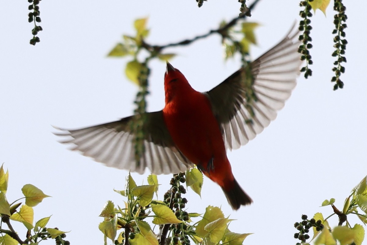 Scarlet Tanager - Manon leduc