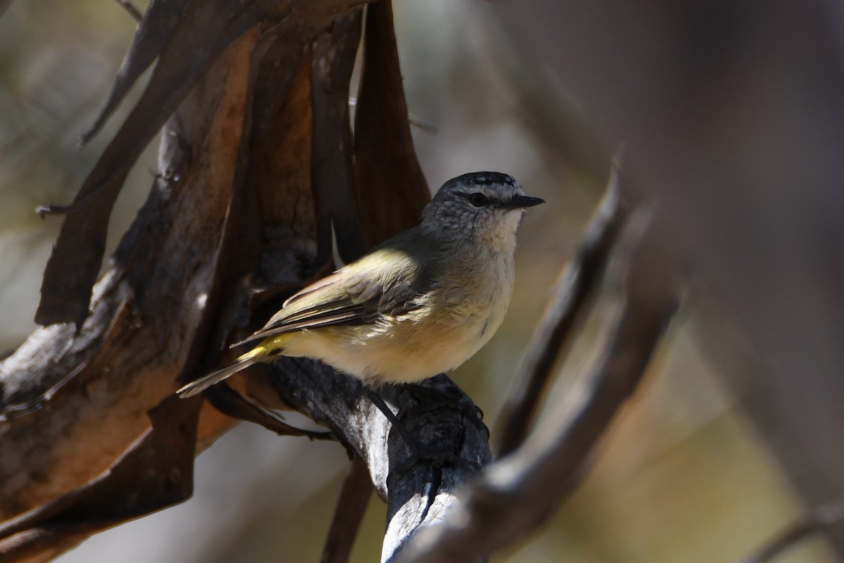 Yellow-rumped Thornbill - Jeremy Petho