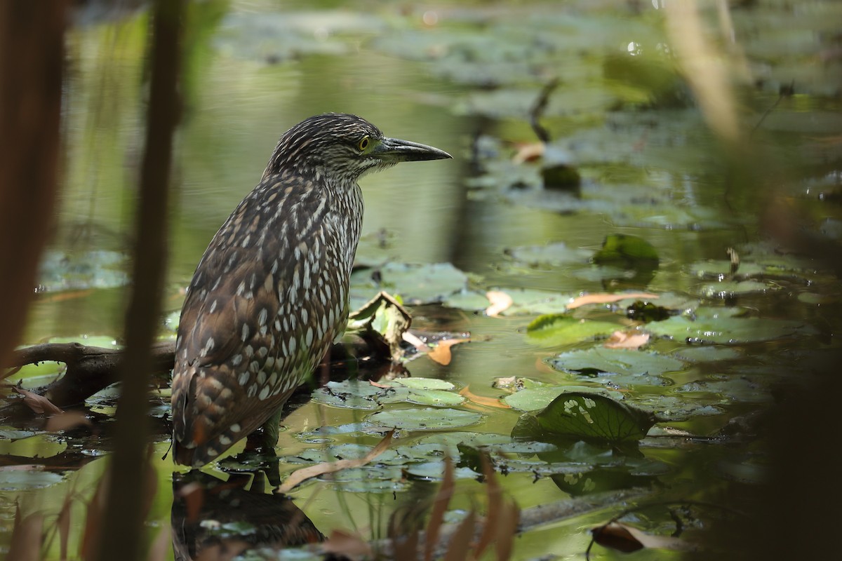 Nankeen Night Heron - Todd Burrows