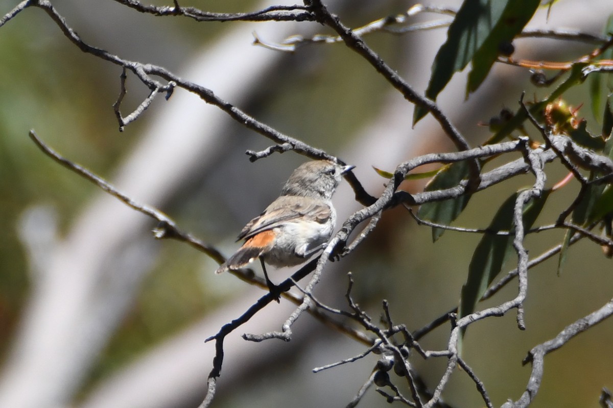 Chestnut-rumped Thornbill - Jeremy Petho