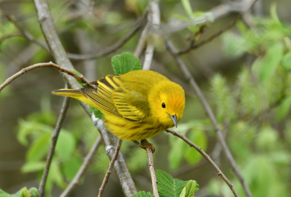 Yellow Warbler - Wayne Grubert