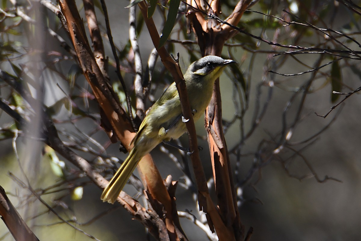 Purple-gaped Honeyeater - ML619121640