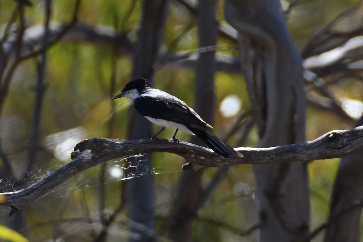 Restless Flycatcher - ML619121645
