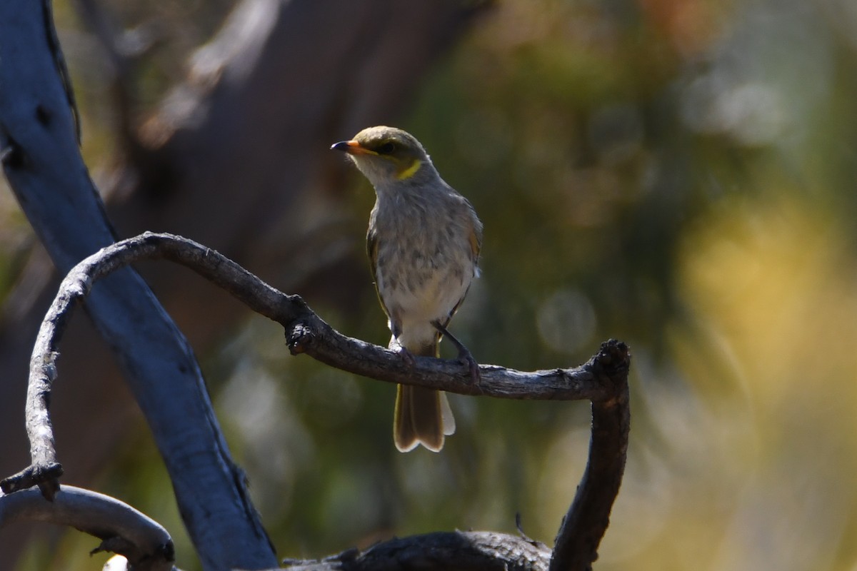 Yellow-plumed Honeyeater - Jeremy Petho