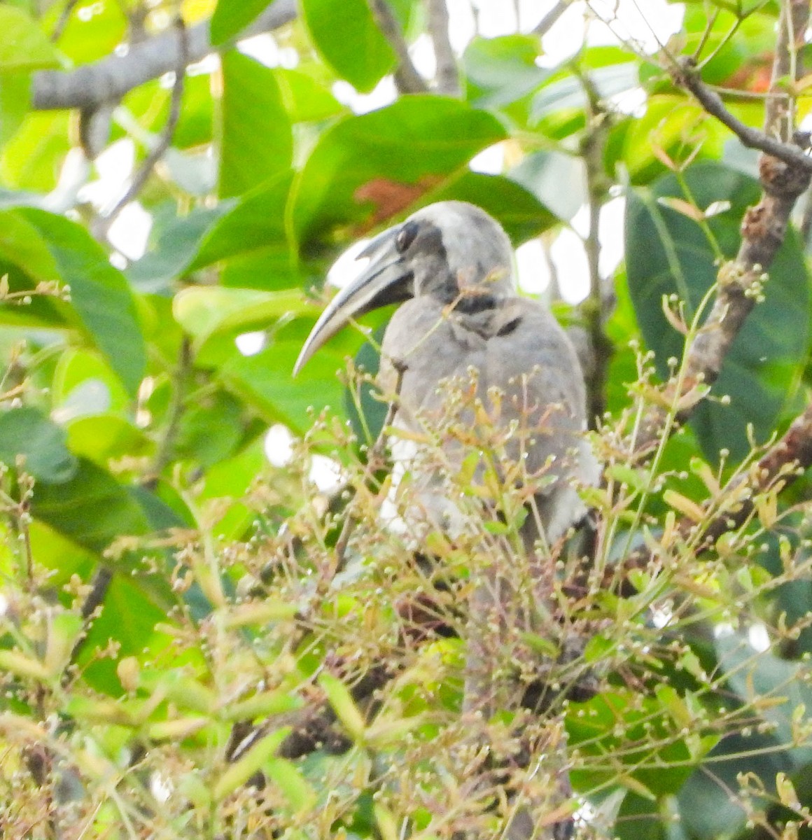 Indian Gray Hornbill - HARSHJEET BAL