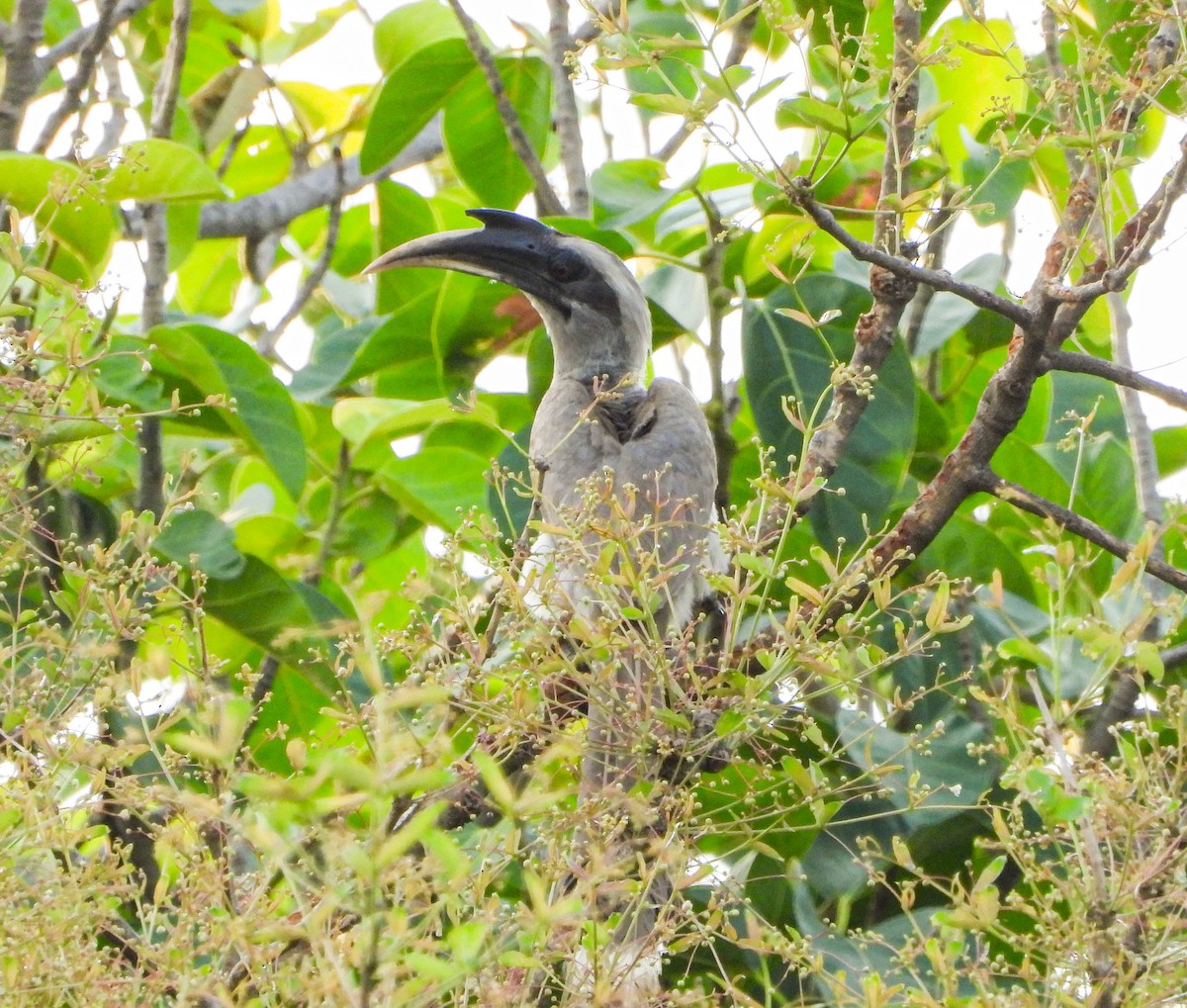 Indian Gray Hornbill - HARSHJEET BAL