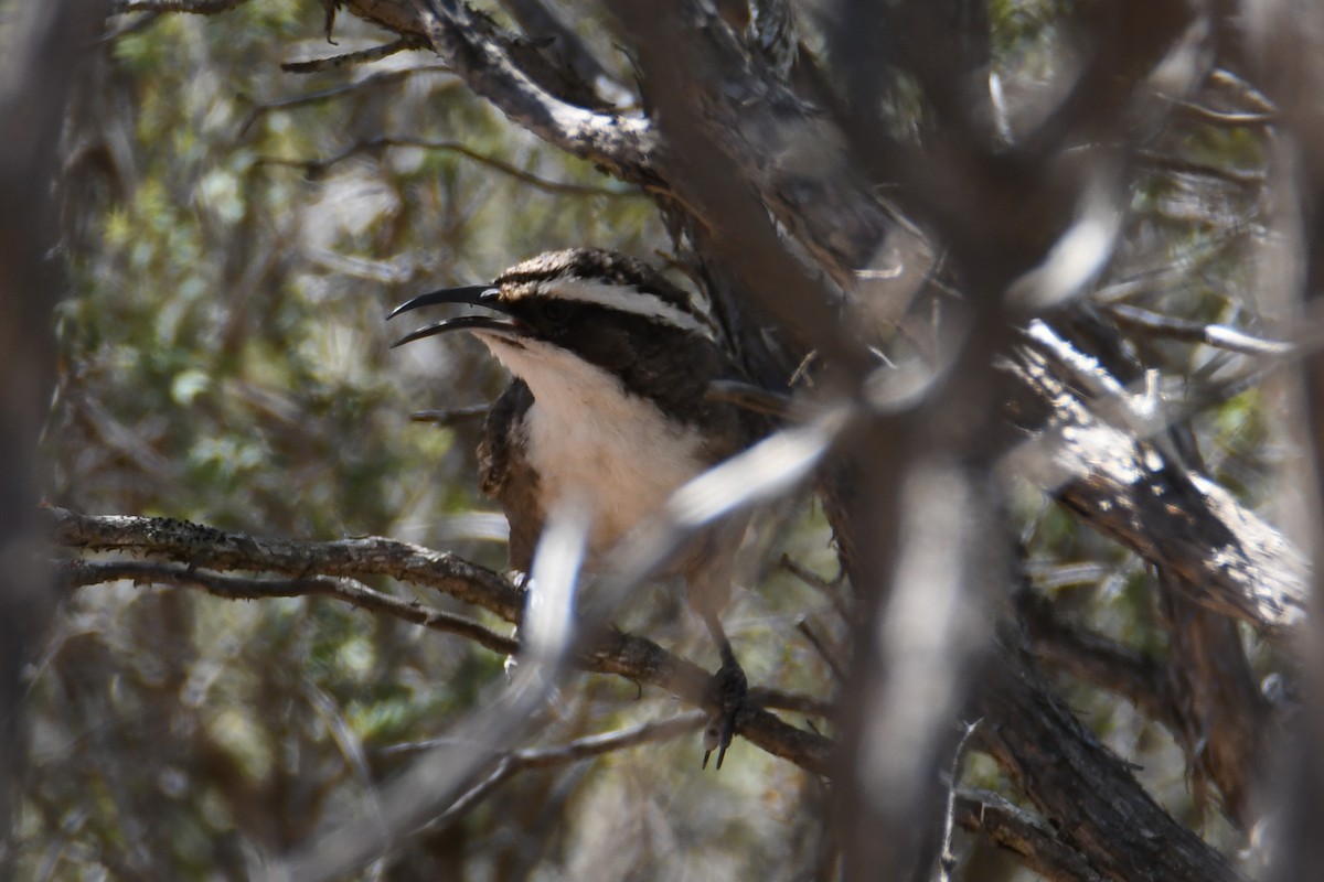White-browed Babbler - ML619121657