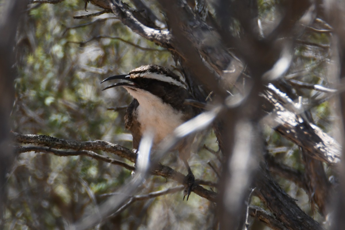 White-browed Babbler - Jeremy Petho