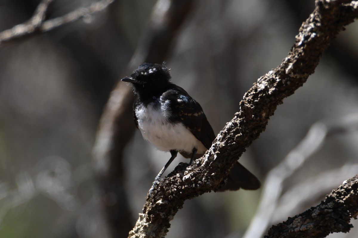 Willie-wagtail - ML619121662