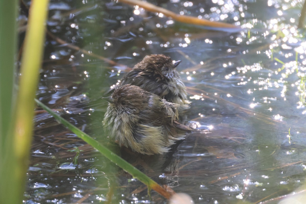 Striated Thornbill - GEOFFREY SHINKFIELD