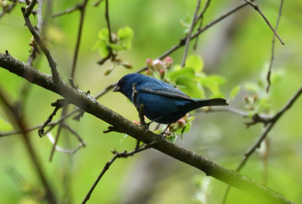 Indigo Bunting - Wayne Grubert