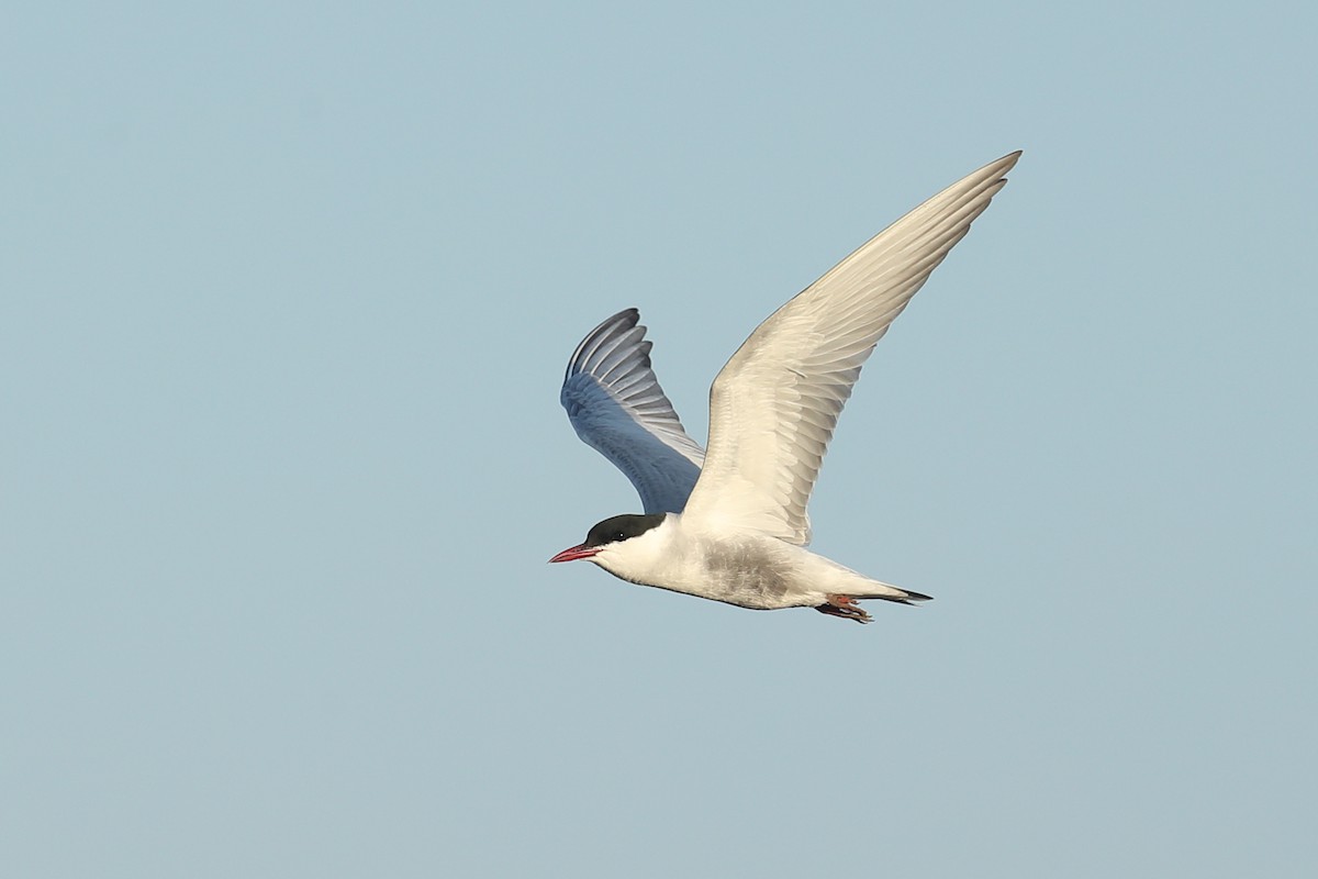 Whiskered Tern - ML619121683