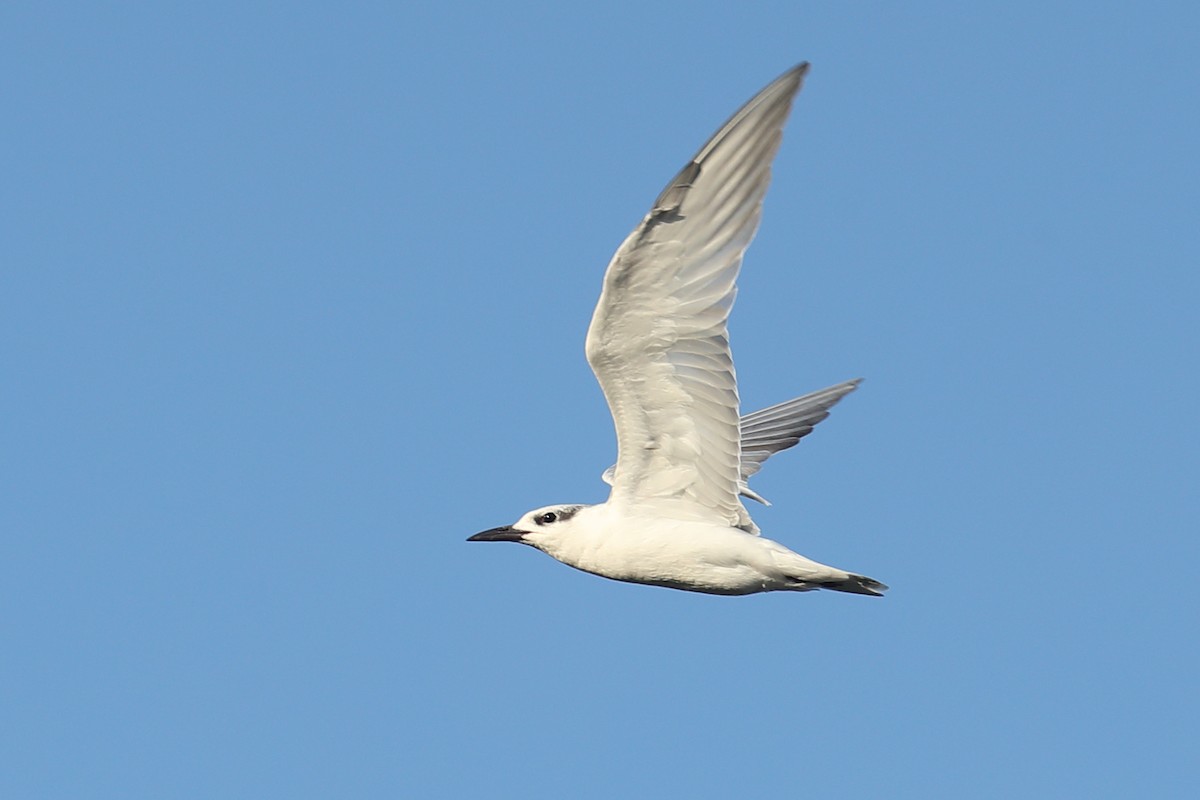 Whiskered Tern - ML619121684