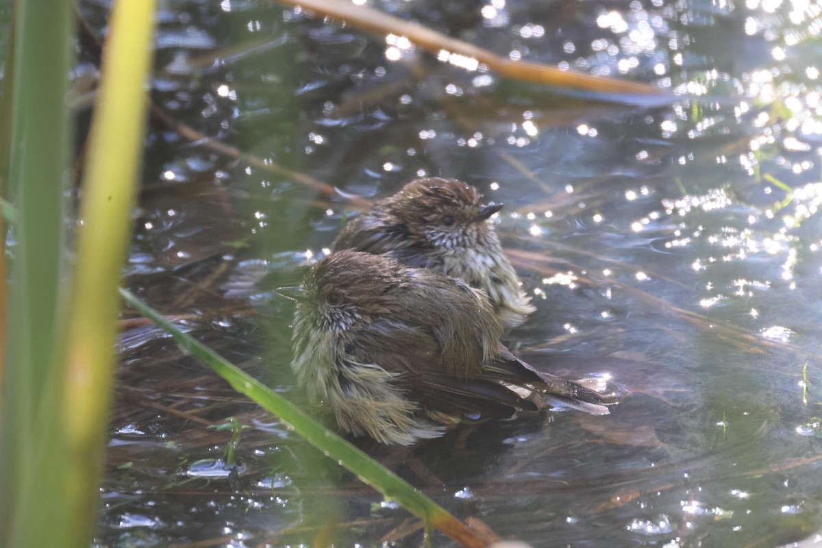 Striated Thornbill - GEOFFREY SHINKFIELD