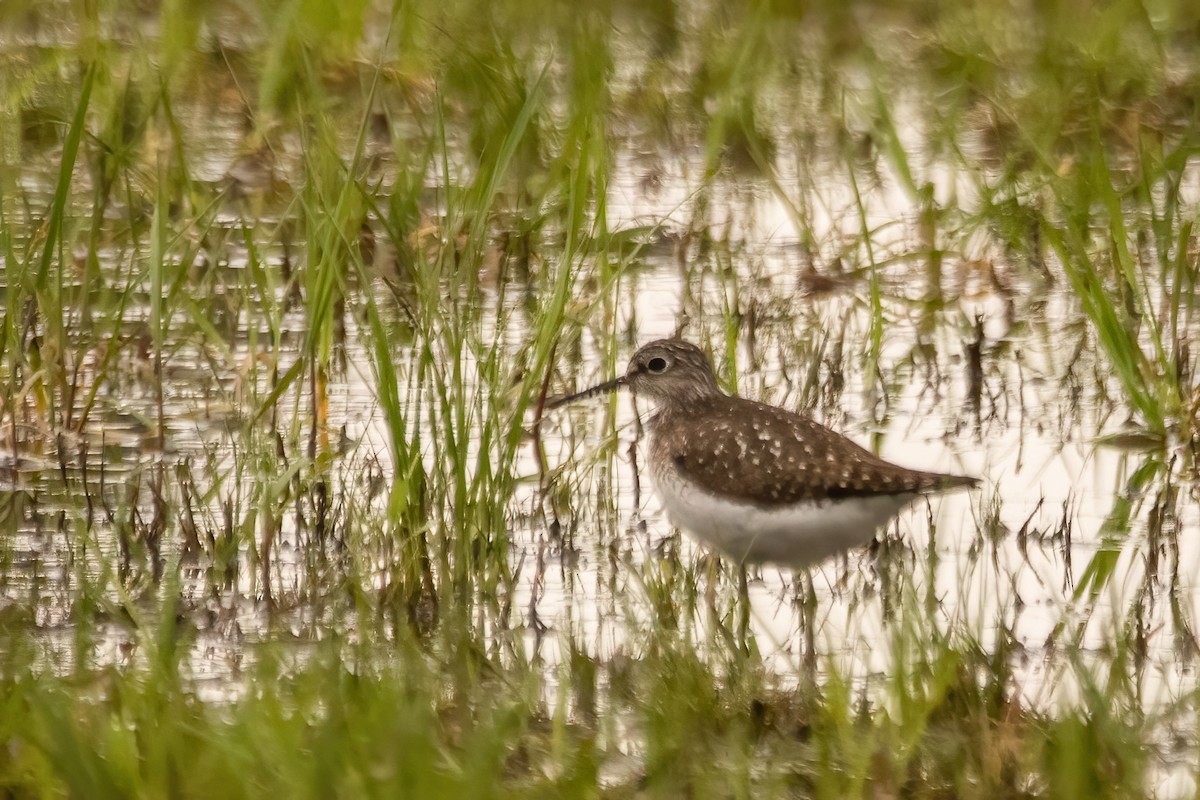 Solitary Sandpiper - Marc Boisvert