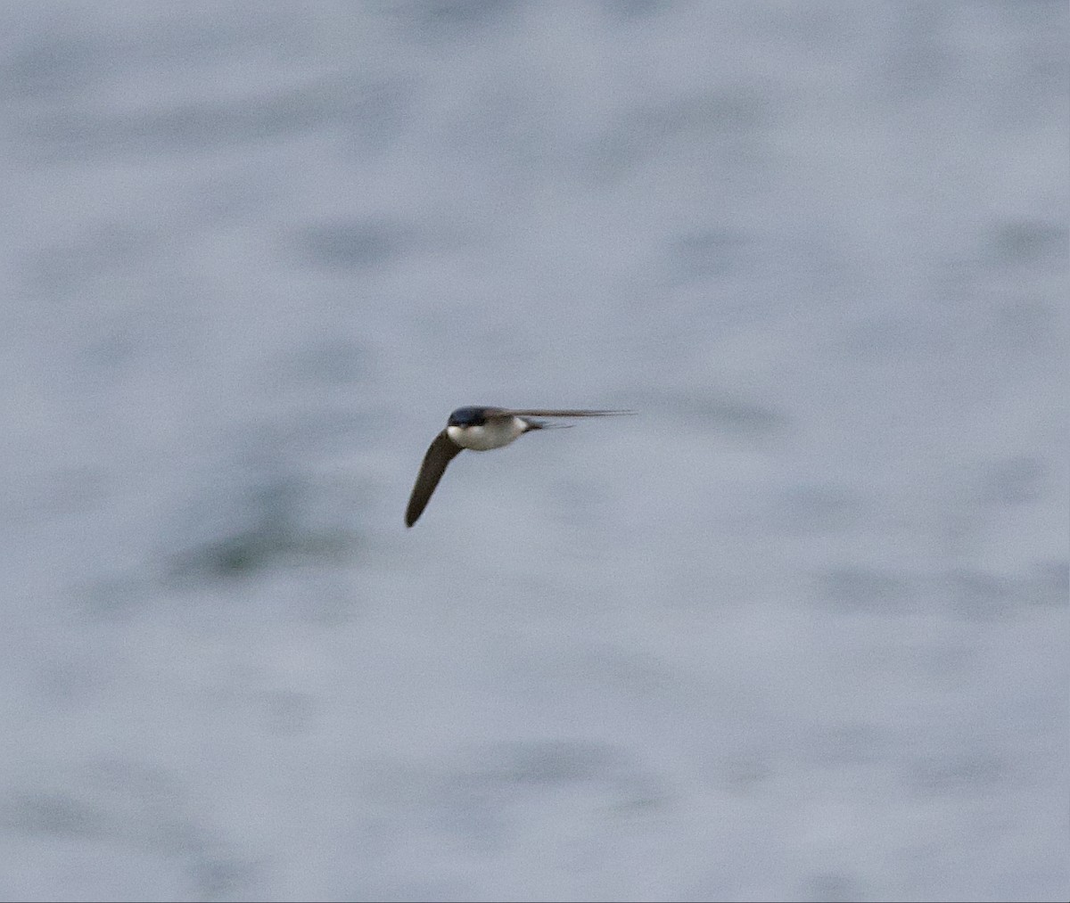 Western House-Martin - D R Broadbridge