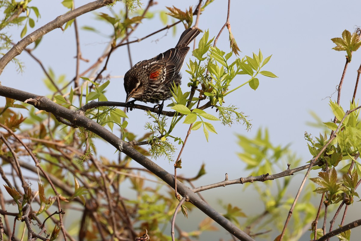 Red-winged Blackbird - Manon leduc