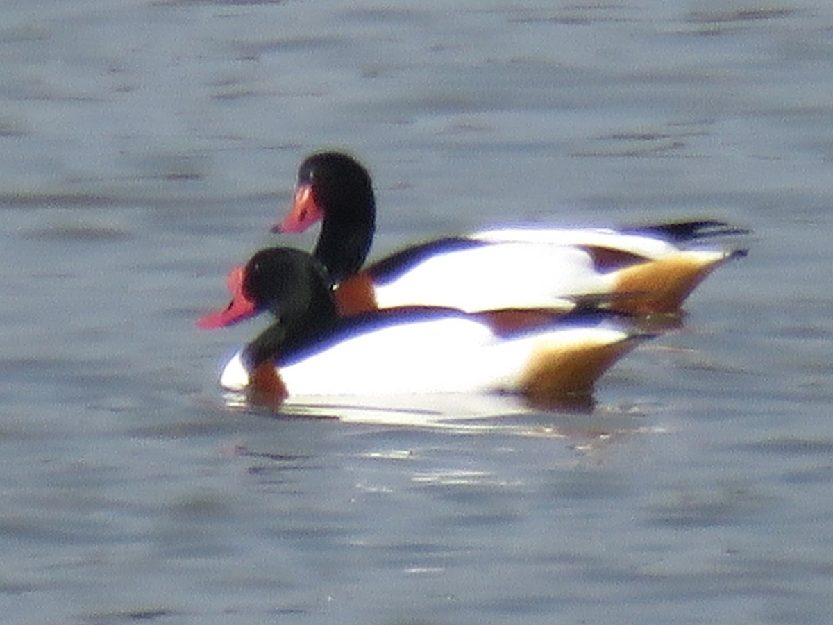 Common Shelduck - Stephen Taylor