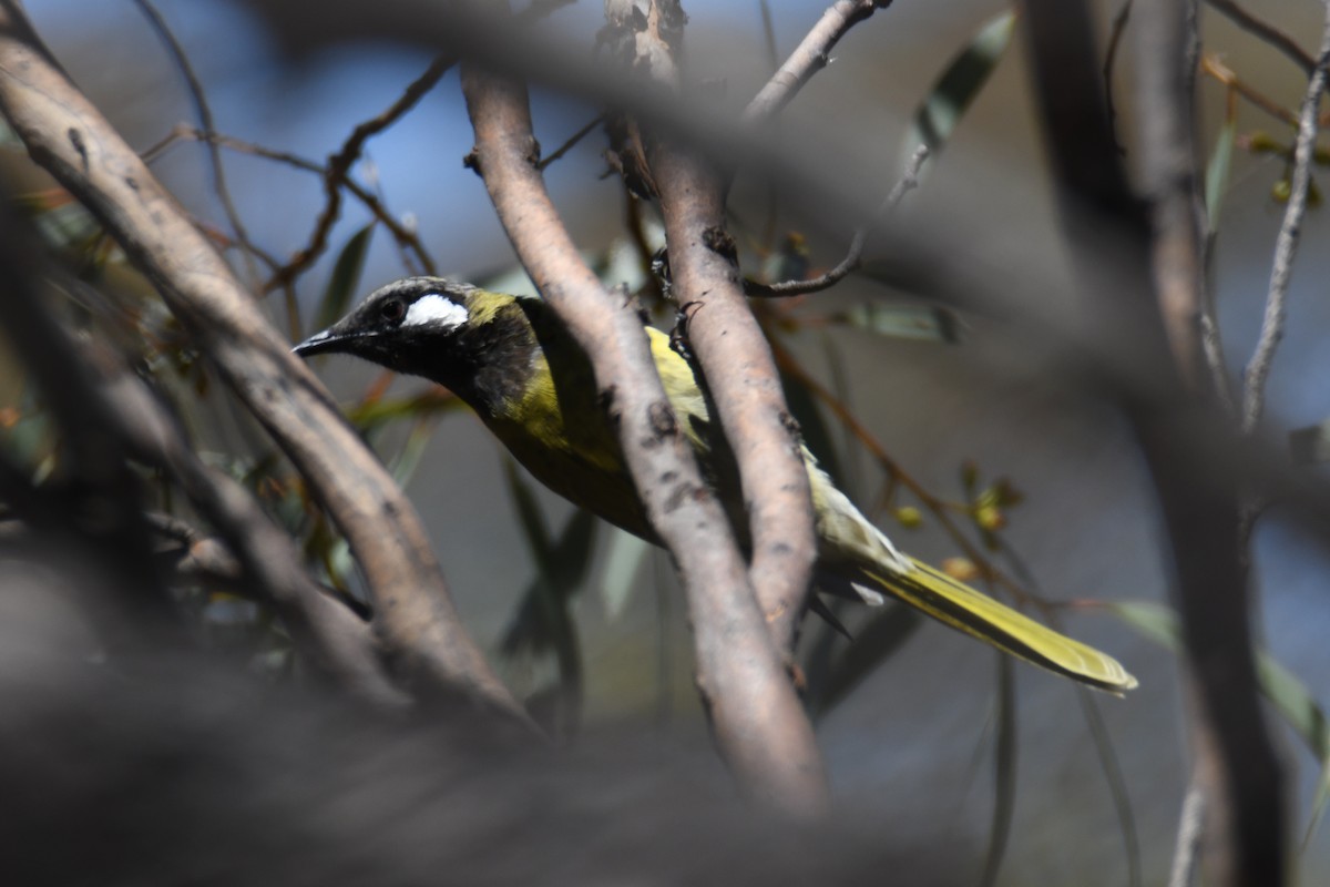 White-eared Honeyeater - ML619121717