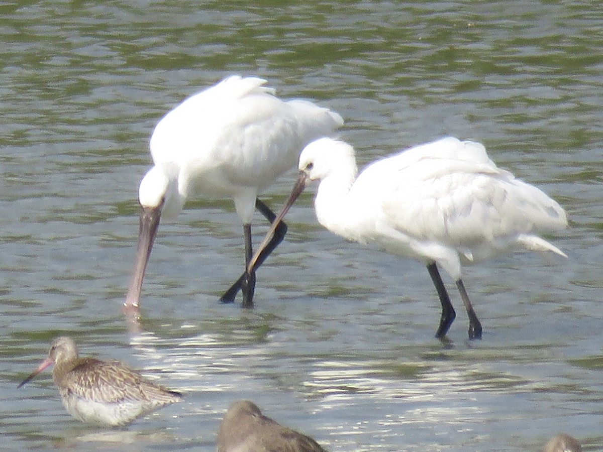 Eurasian Spoonbill - Stephen Taylor