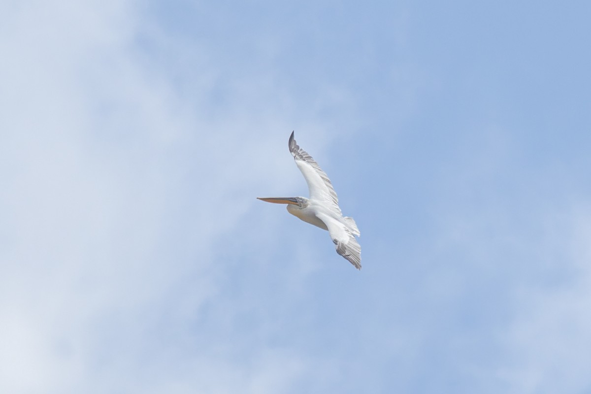 Dalmatian Pelican - Bilgehan Ergan