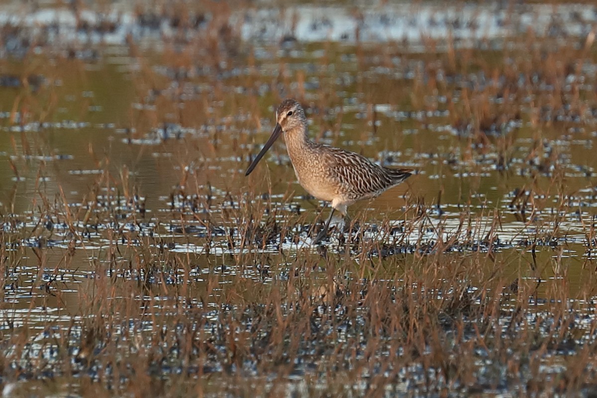 Asian Dowitcher - Todd Burrows