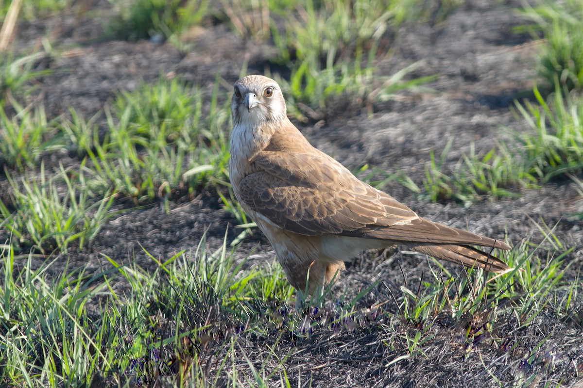 Brown Falcon - Dave Curtis