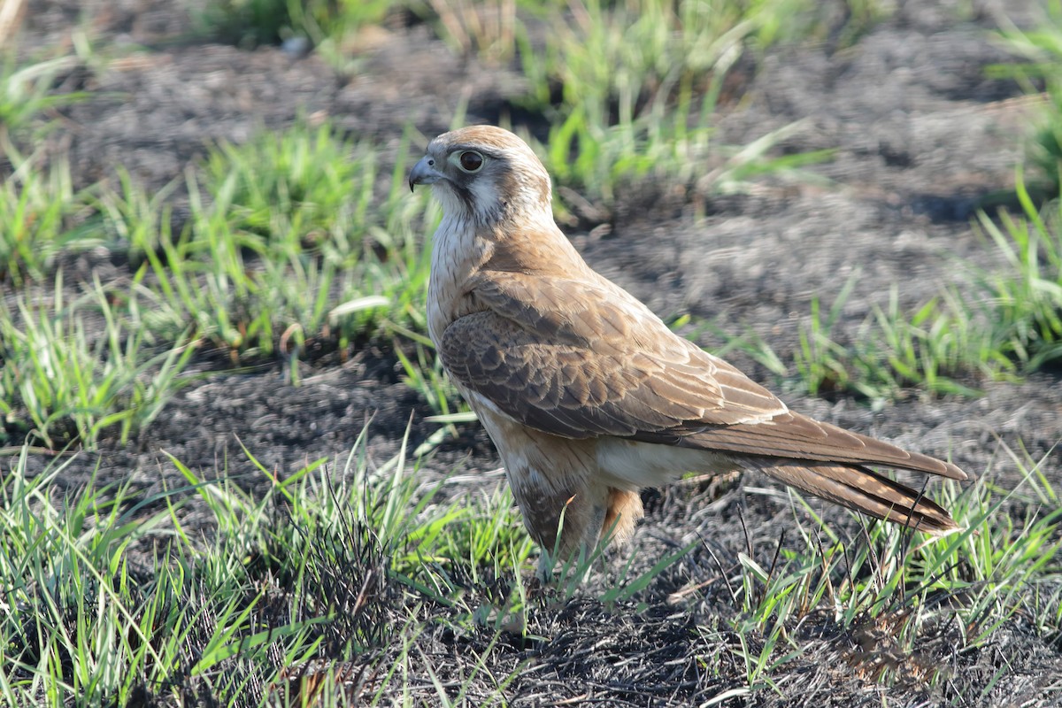 Brown Falcon - Dave Curtis